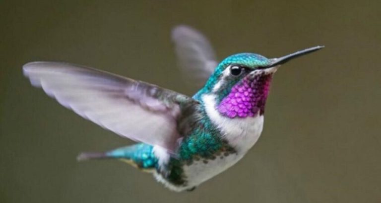 Dreams About Hummingbird: Meet the change of life!
