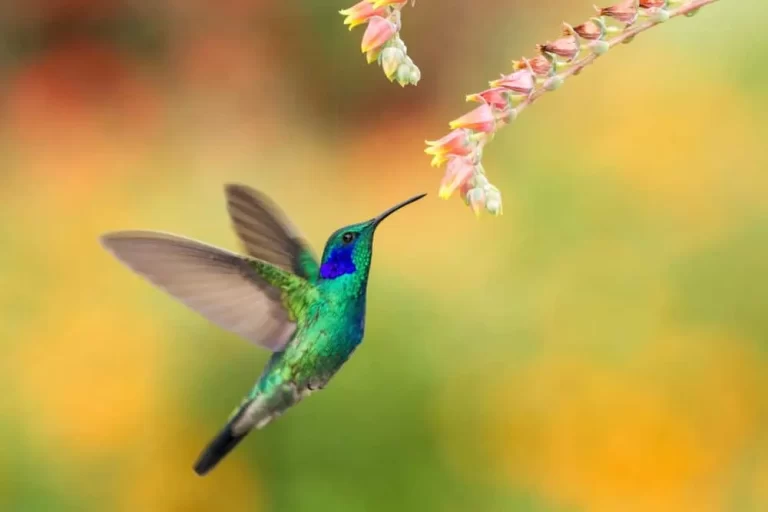 The Curious And Revered Popular Legend Of The Hummingbird