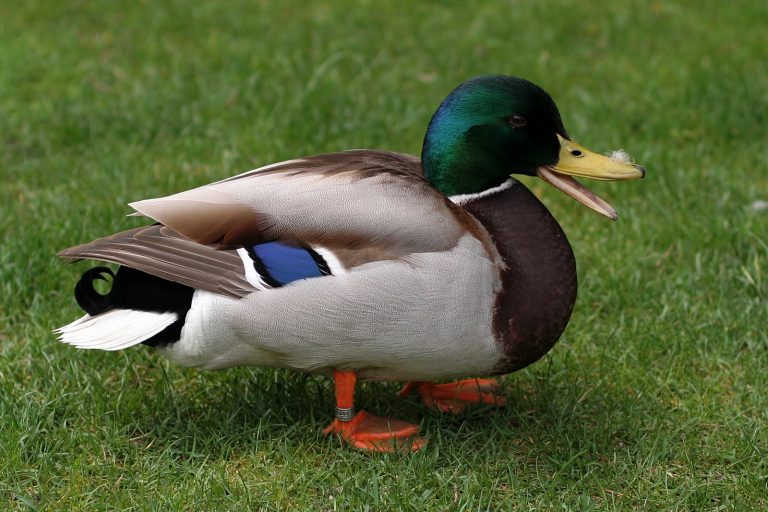 Dreaming of ducks: interpretation and meaning