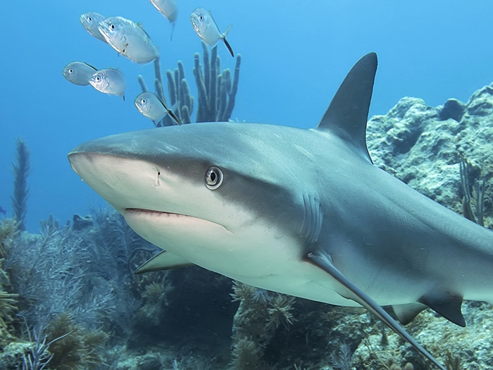 Dreaming of sharks: meaning and interpretation
