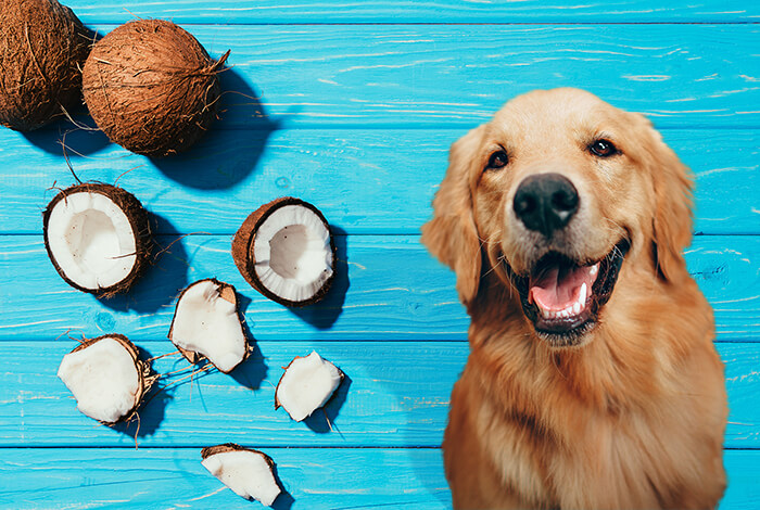 Can Dogs Eat Coconut: A Complete Guide
