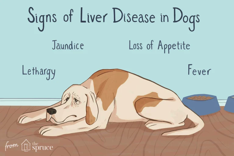 Dogs Liver Disease: Causes, Symptoms, and Treatment
