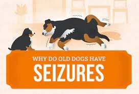Old Dog Seizures: Understanding and Managing Seizure Disorders in Senior Dogs