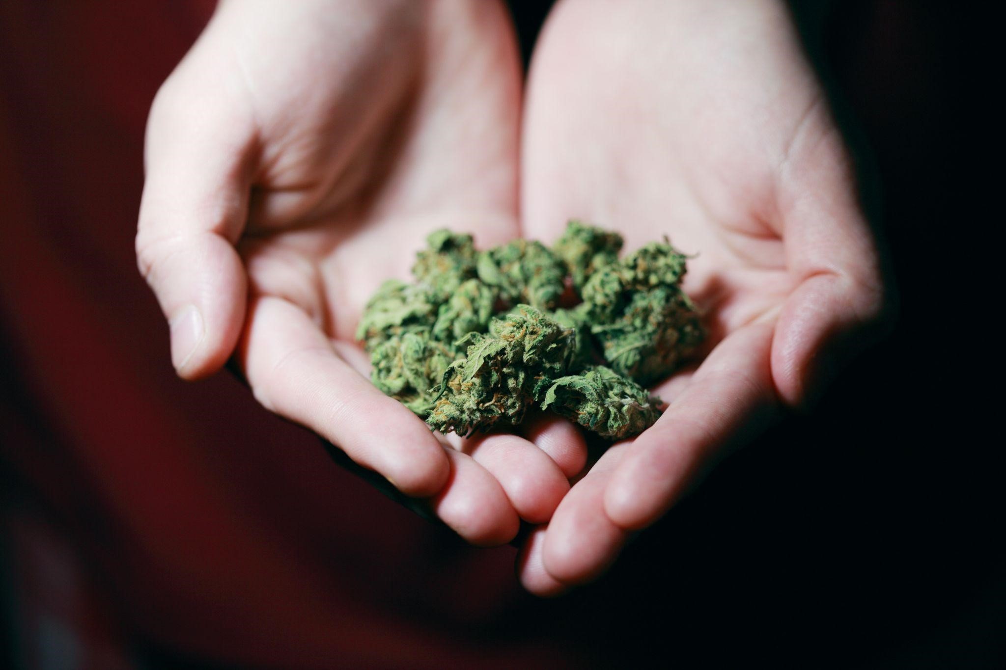 The Hidden Potential of Non-Psychoactive Cannabis