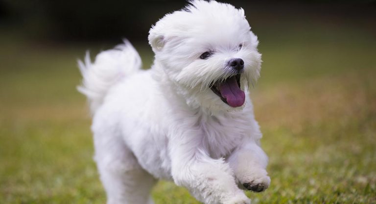How to Care for Your Maltese Dog?
