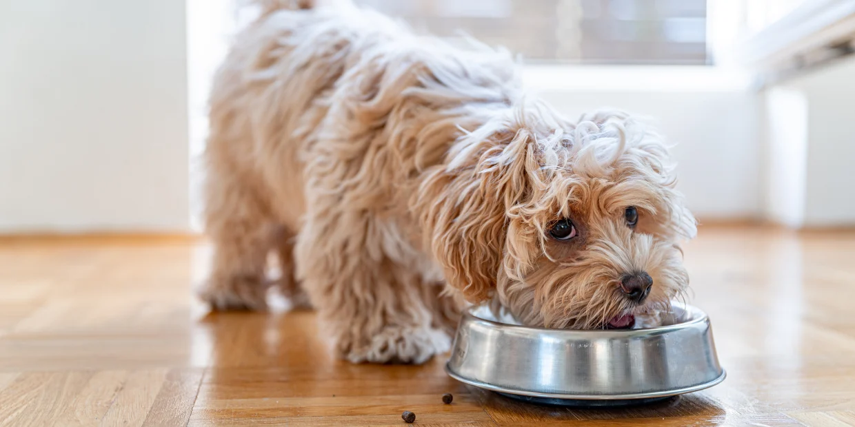 The Benefits of a Well-Balanced Diet for Your Dog