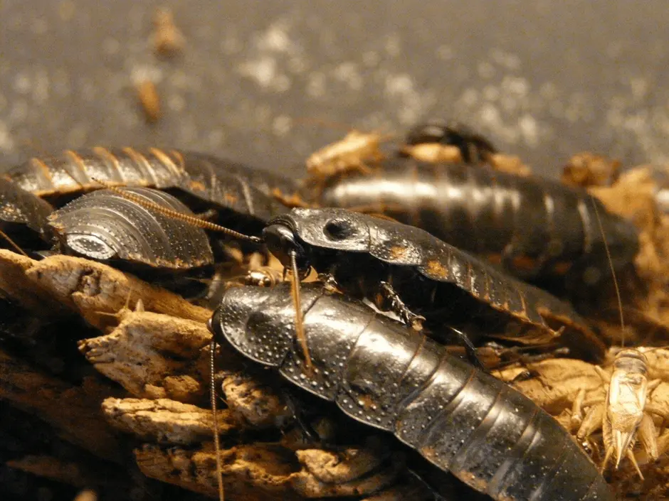 Store and Maintain Your Feeder Roaches