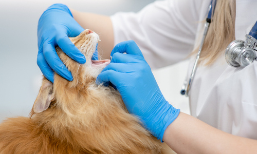 Understanding and Managing Your Pet’s Dental Health