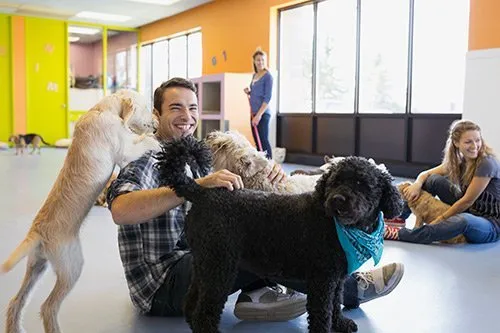 Why an adored pet will love their owner who sends them to a dog daycare centre