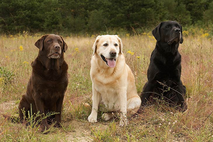 The Role of Early Socialization in Raising Well-Adjusted English Labradors